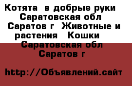 Котята  в добрые руки - Саратовская обл., Саратов г. Животные и растения » Кошки   . Саратовская обл.,Саратов г.